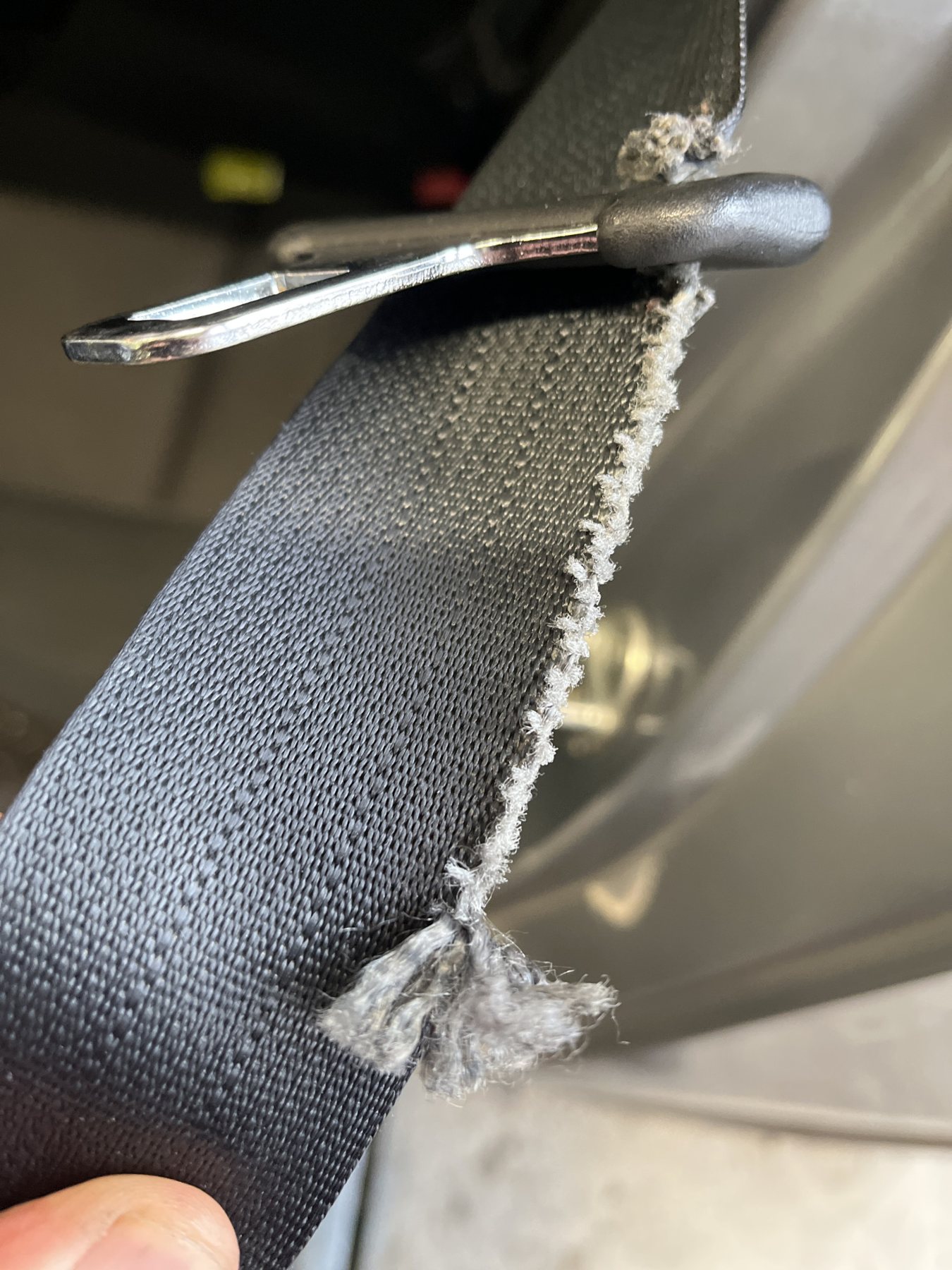 Seat belt webbing with a frayed, cut edge beside the buckle tongue